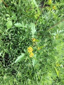 Creeping yellow cress