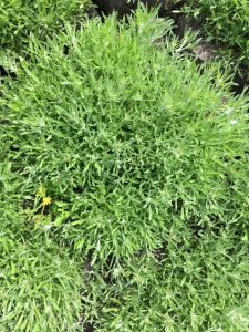 Marsh Cudweed