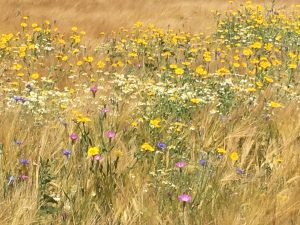 Wildflowers in the field