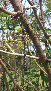 Migrant Hawker 110820