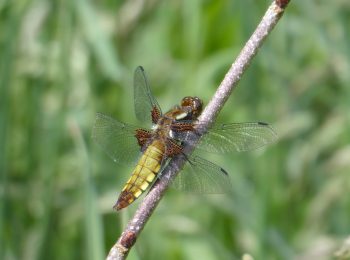 Female broad-bodied chaser email #P1060904