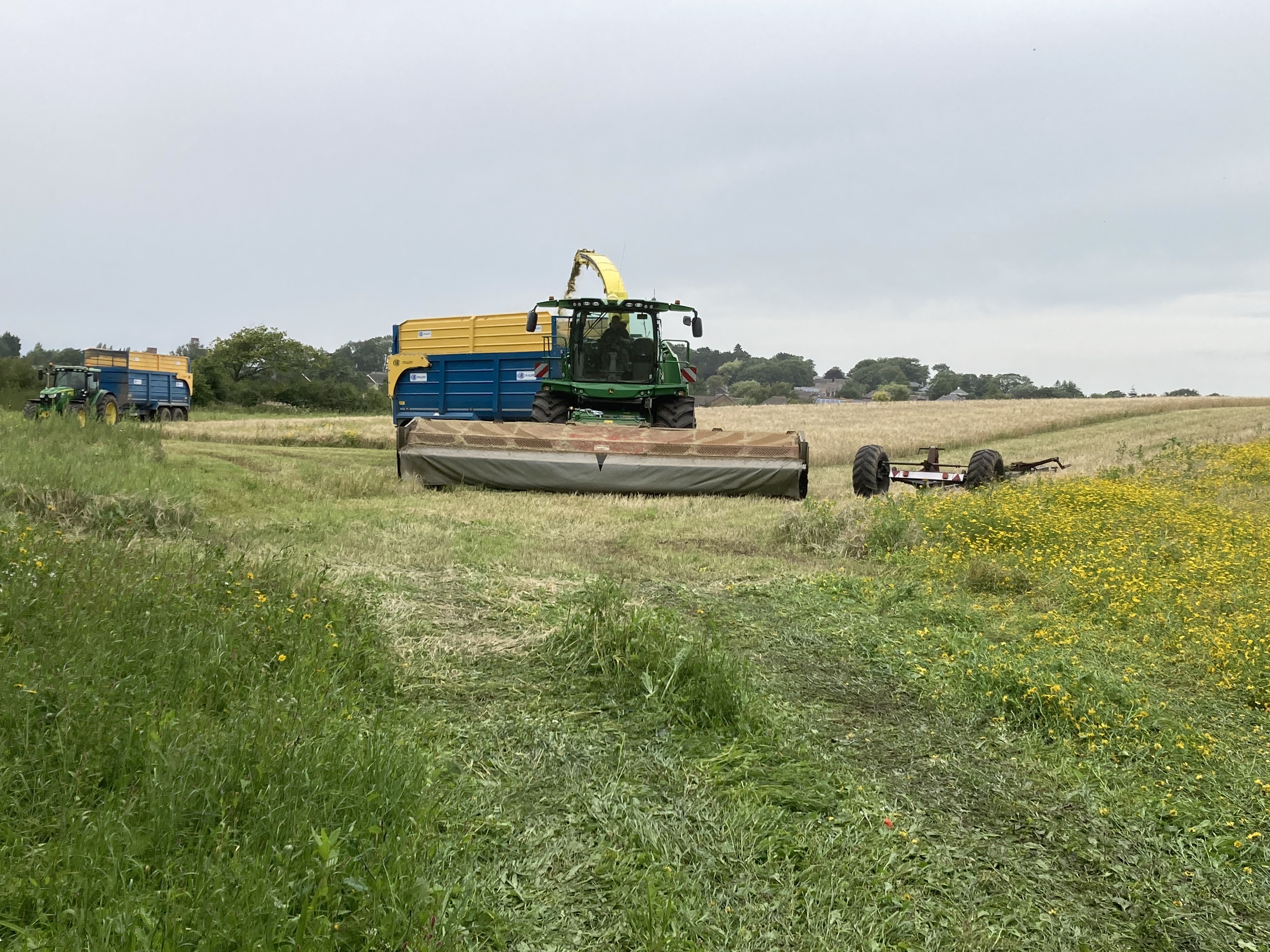 Machine Harvesting Barley