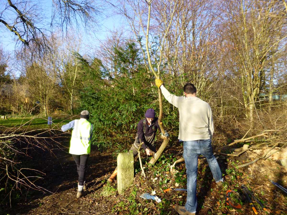 Volunteers working on hedge