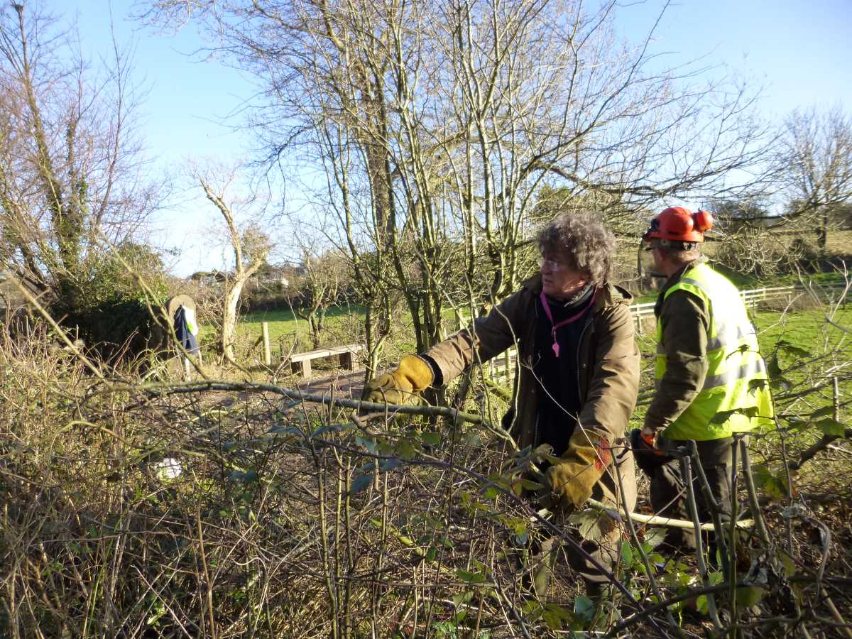 Volunteer working on hedge