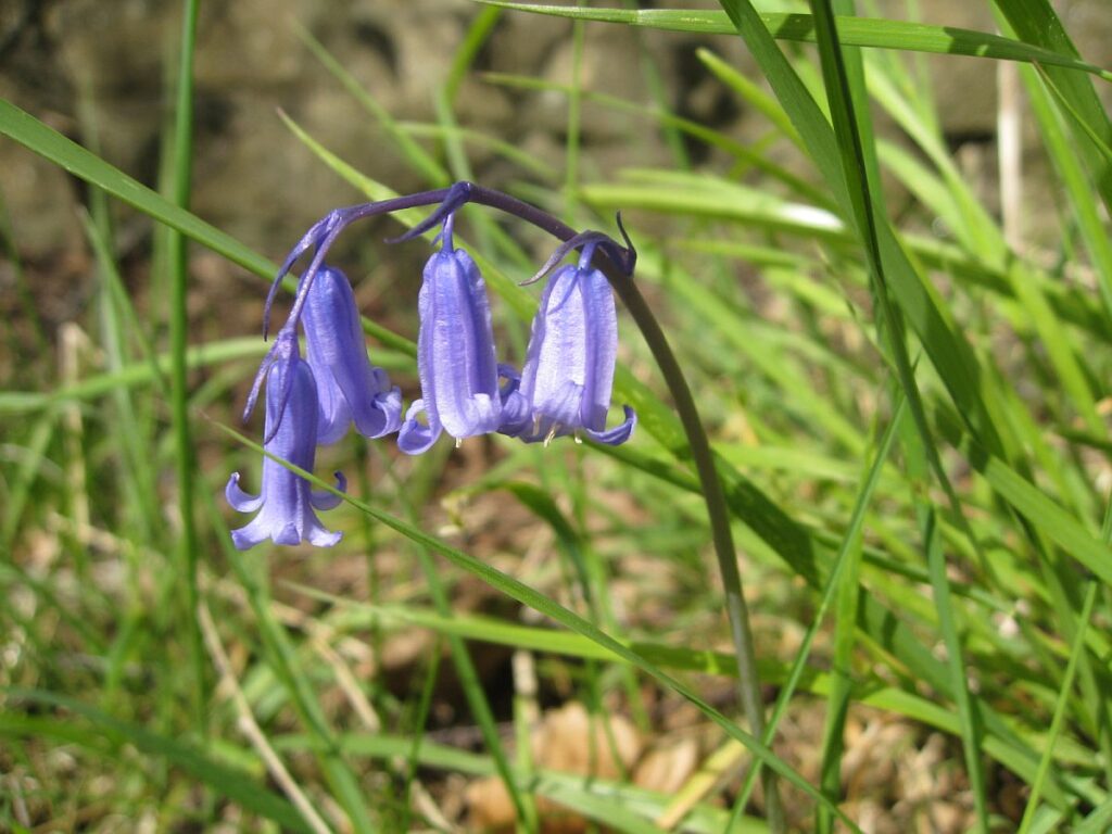 Native bluebell