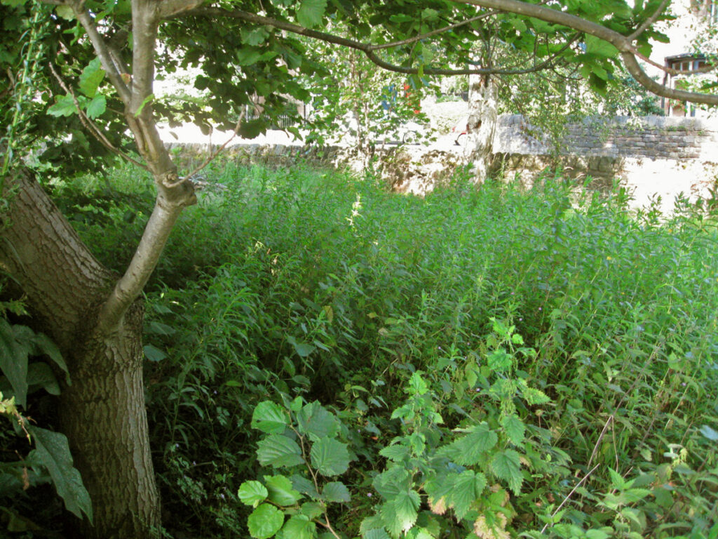 Willowherb covering much of the plot