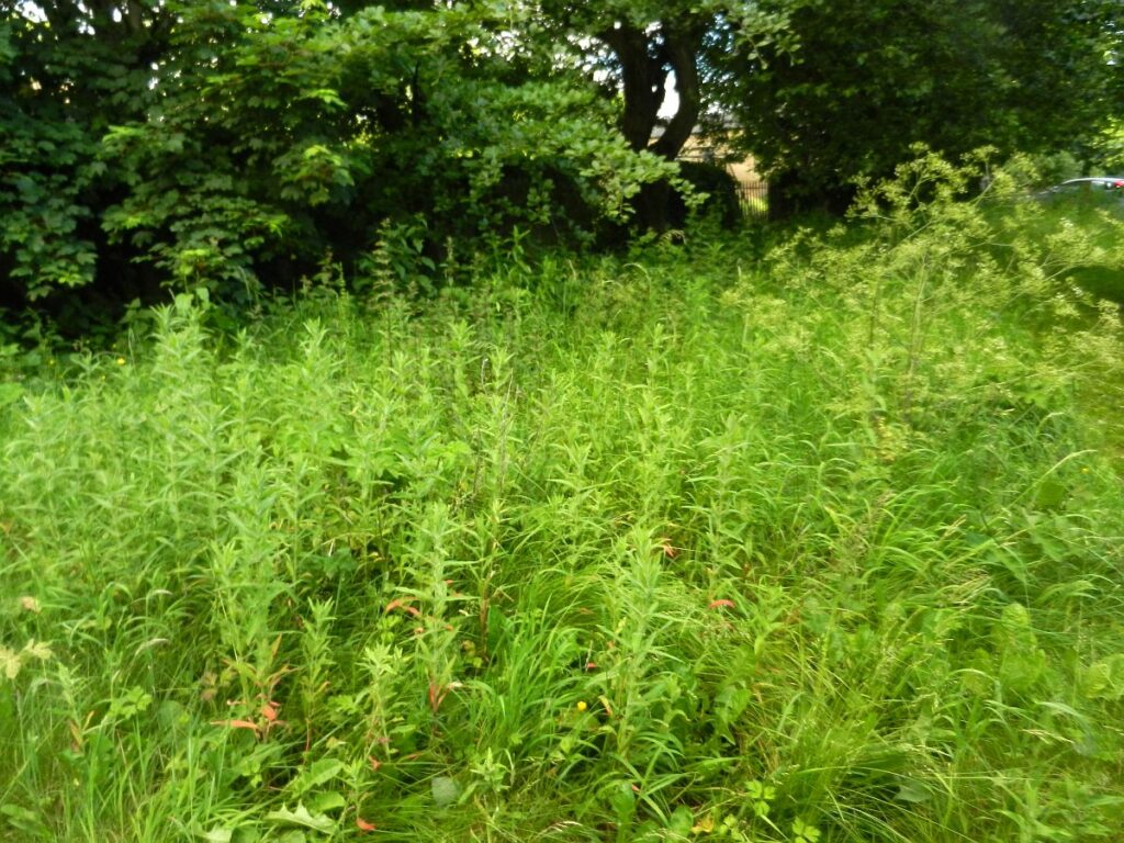 More Willowherb covering the plot