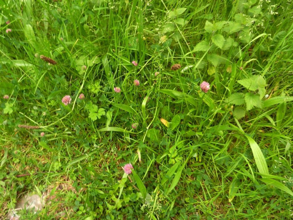 Red clover which improves the soil