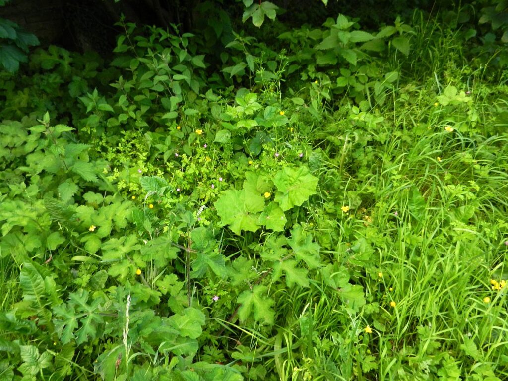 Buttercup and herb robert