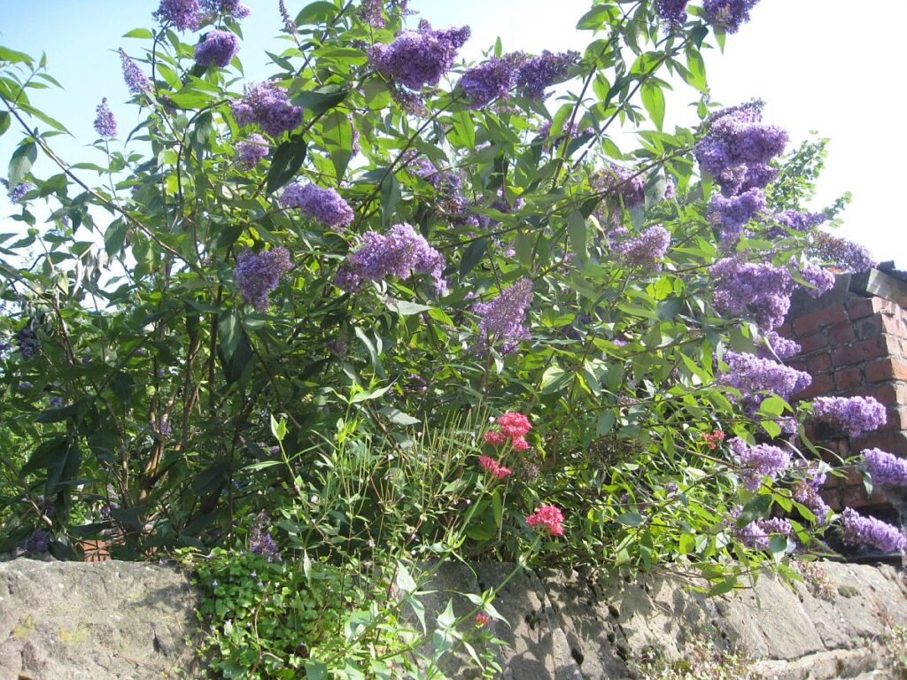 Buddleia growing in the Triangle