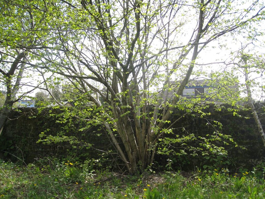 The hazel growing in the Triangle