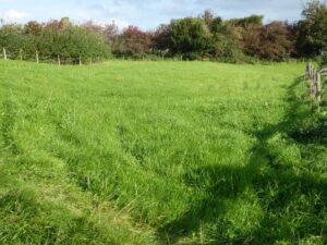 View08-Carr House Meadow Album