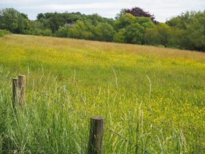 View 5: Across Hay Meadow towards Cromwell Road Album