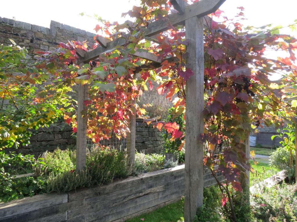 The grape vine at the Triangle, October 2019