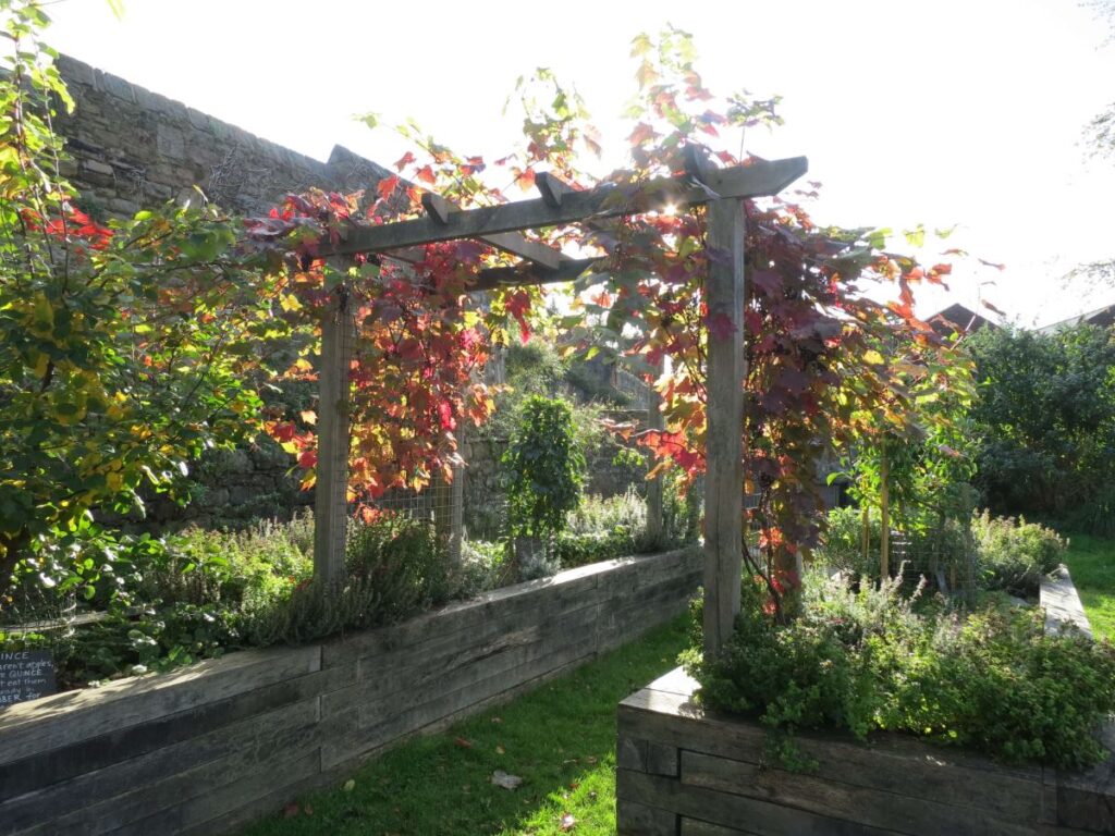 The grape vine at the Triangle, October 2019