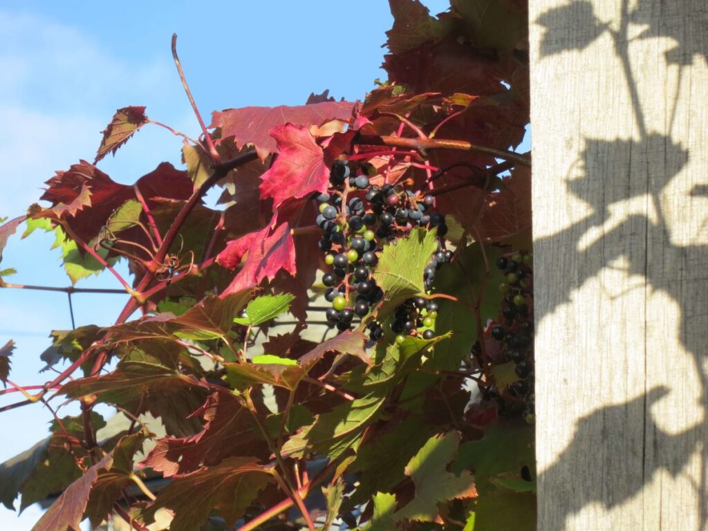 The grape vine at the Triangle, October 2019