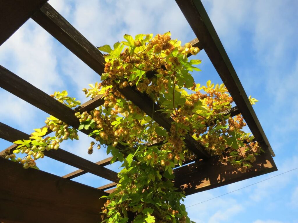 The grape vine at the Triangle, October 2019