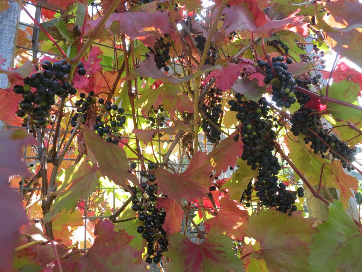 The grape vine at the Triangle, October 2019