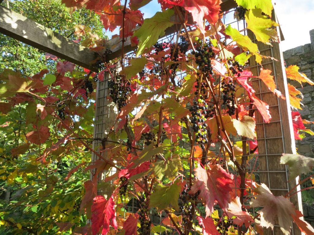 The grape vine at the Triangle, October 2019