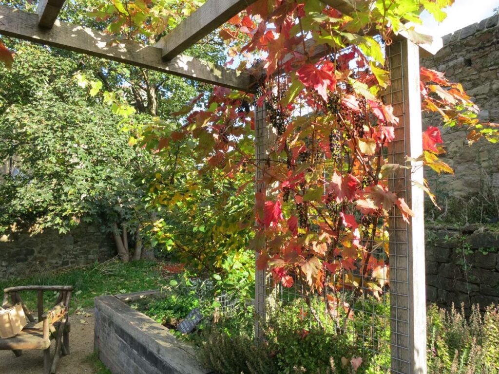 The grape vine at the Triangle, October 2019