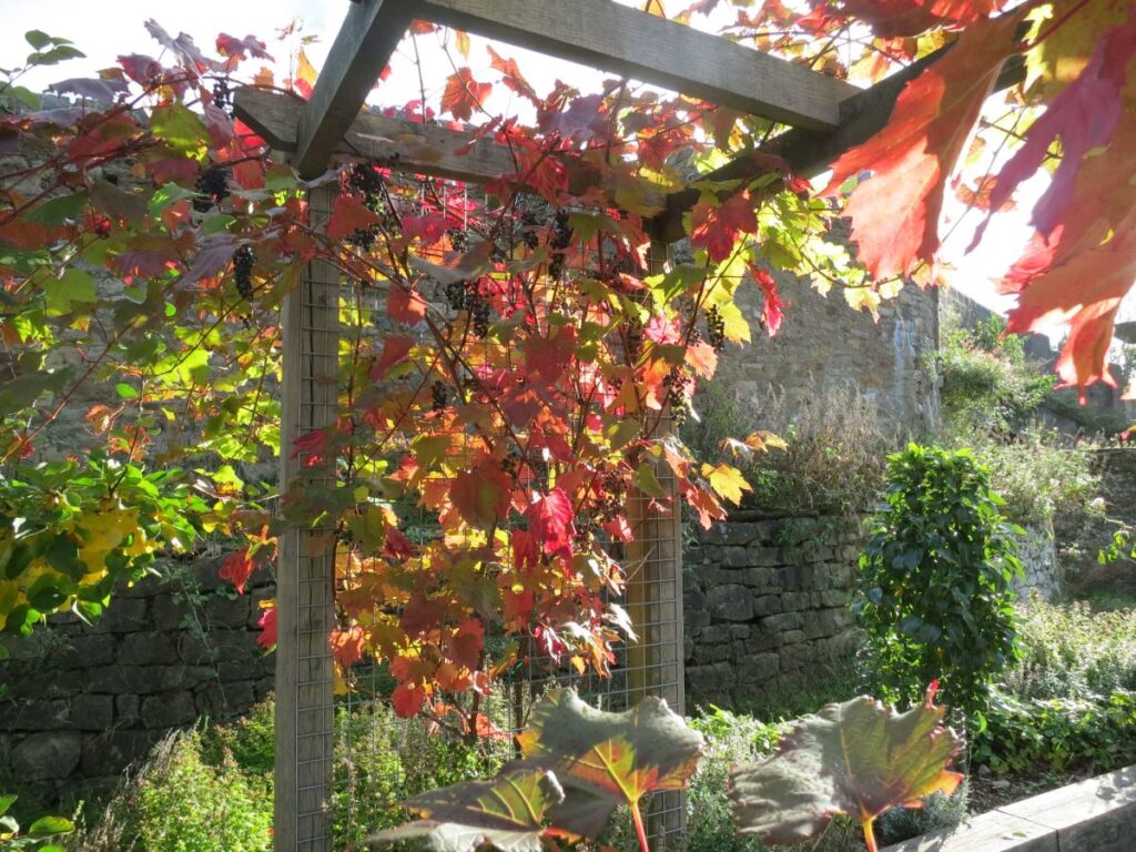 The grape vine at the Triangle, October 2019