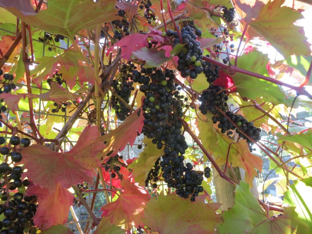 The grape vine at the Triangle, October 2019