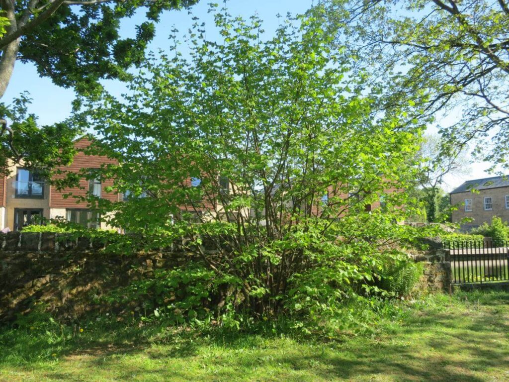 The Triangle during Lockdown in May, 2020, with no people