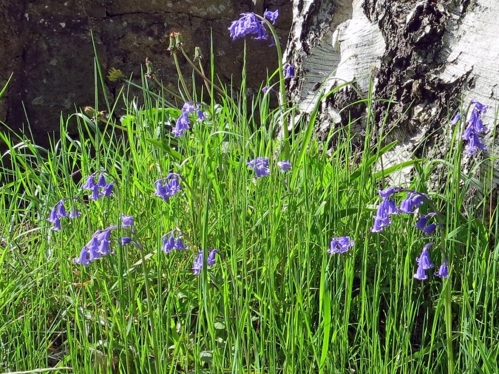 More bluebells than last year