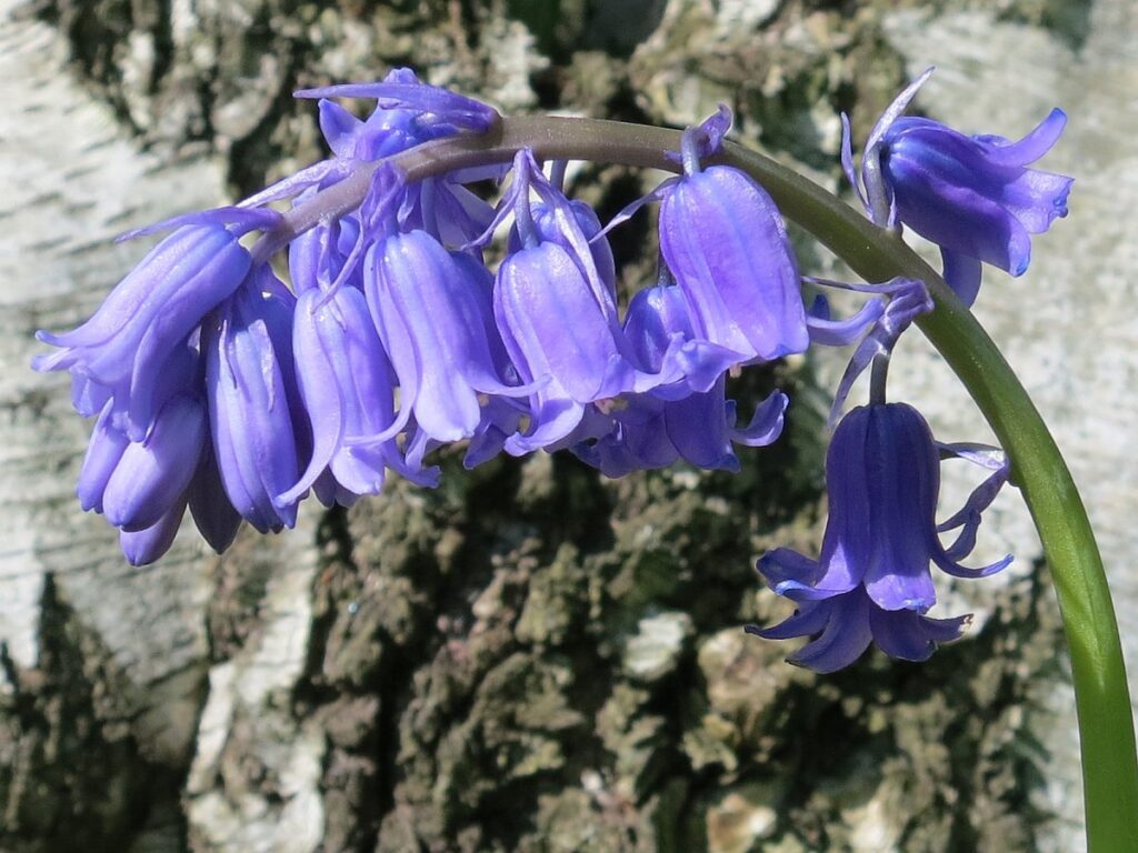 Bluebells