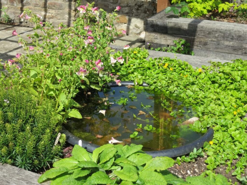 Plants and flowers in the raised beds at the Triangle