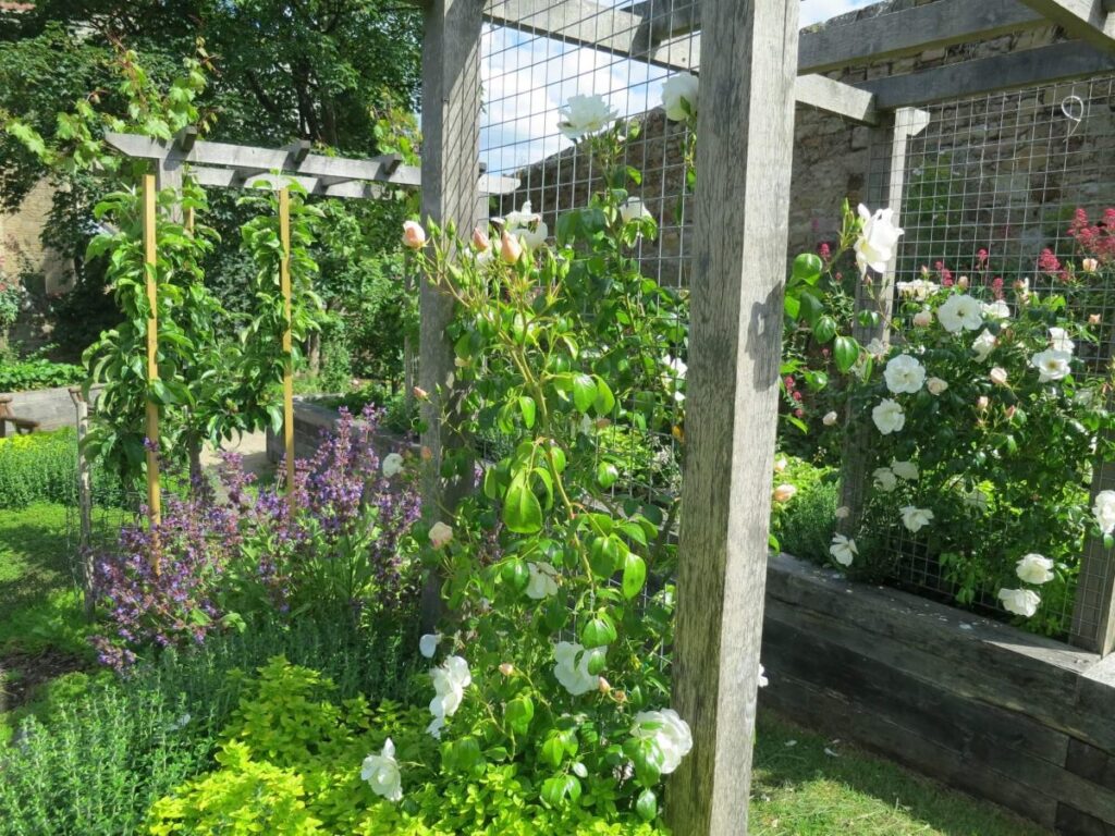 Plants and flowers in the raised beds at the Triangle