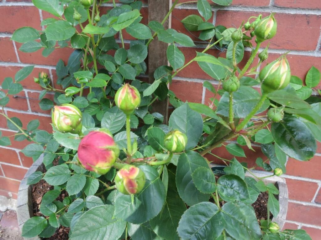 Plants and flowers in the raised beds at the Triangle