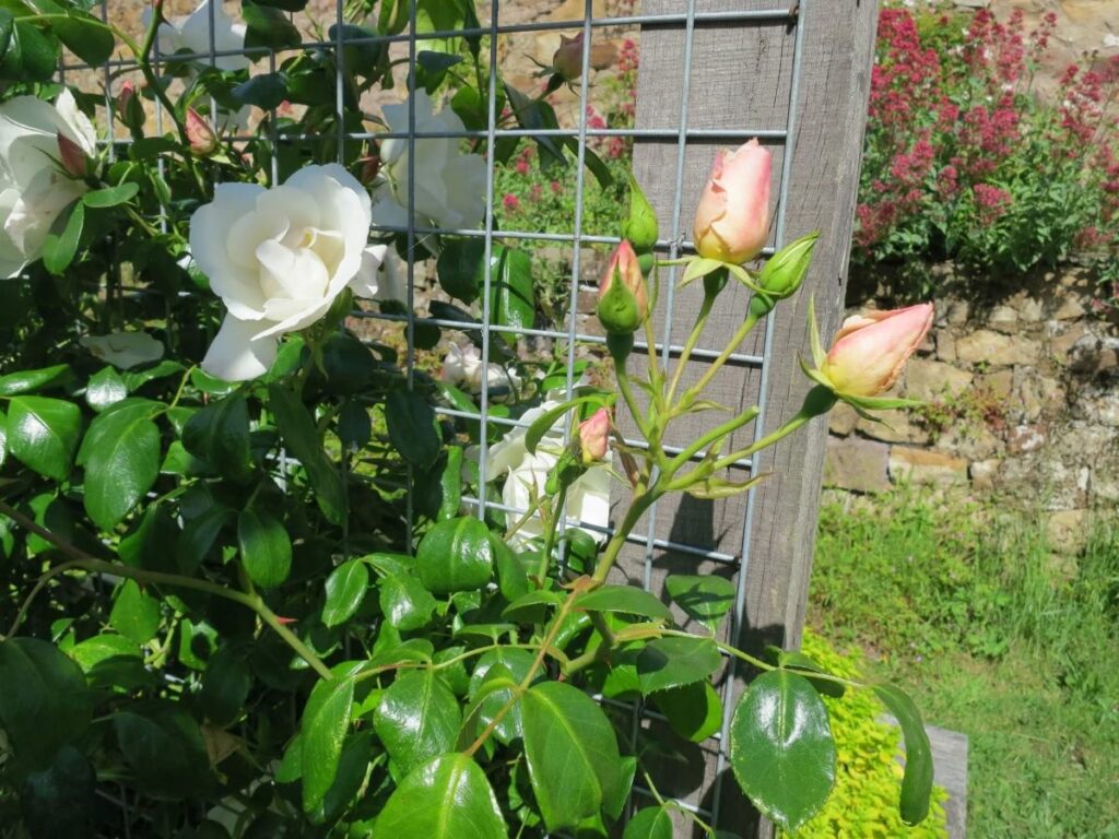 Plants and flowers in the raised beds at the Triangle