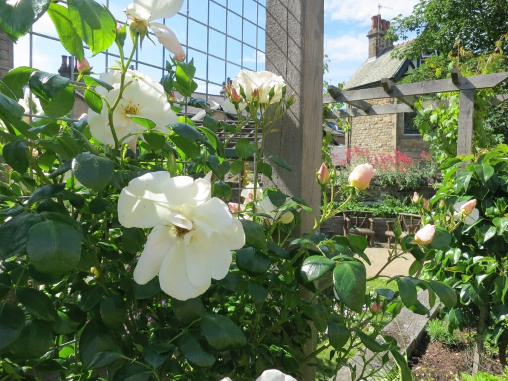 Plants and flowers in the raised beds at the Triangle