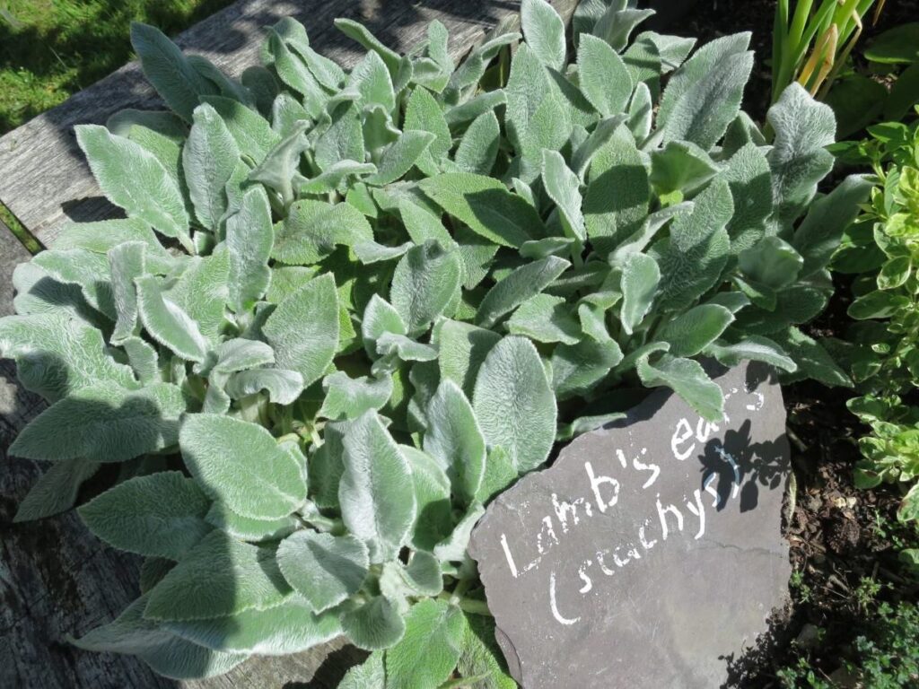 Plants and flowers in the raised beds at the Triangle