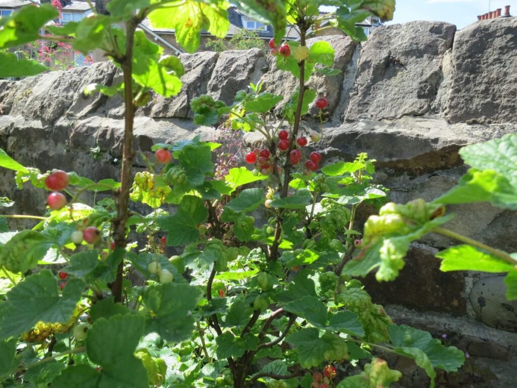 Plants and flowers in the raised beds at the Triangle