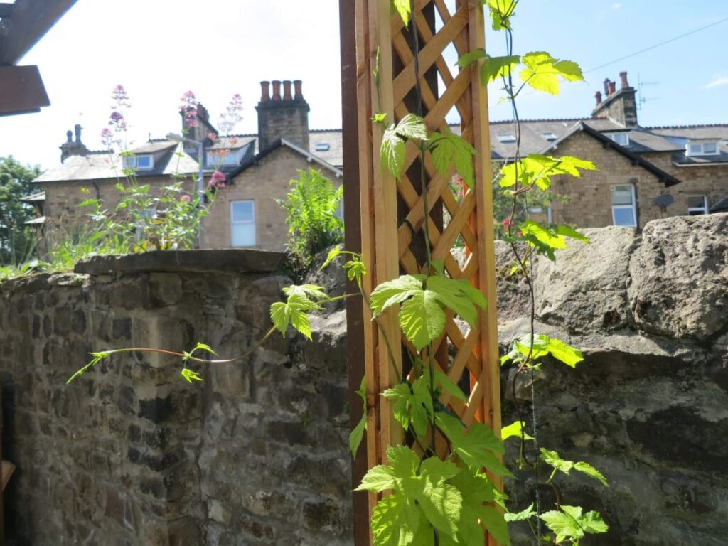 Plants and flowers in the raised beds at the Triangle