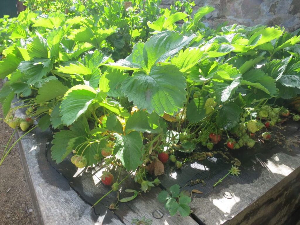 Plants and flowers in the raised beds at the Triangle