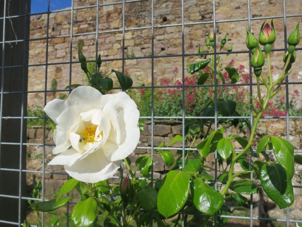 Plants and flowers in the raised beds at the Triangle