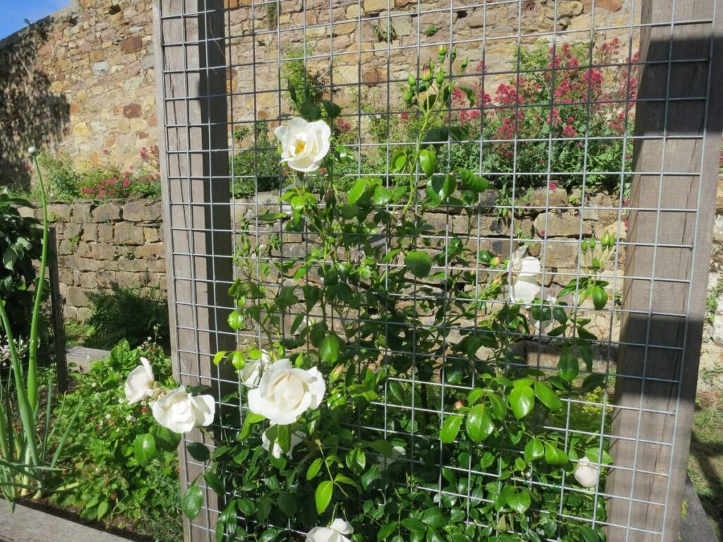 Plants and flowers in the raised beds at the Triangle