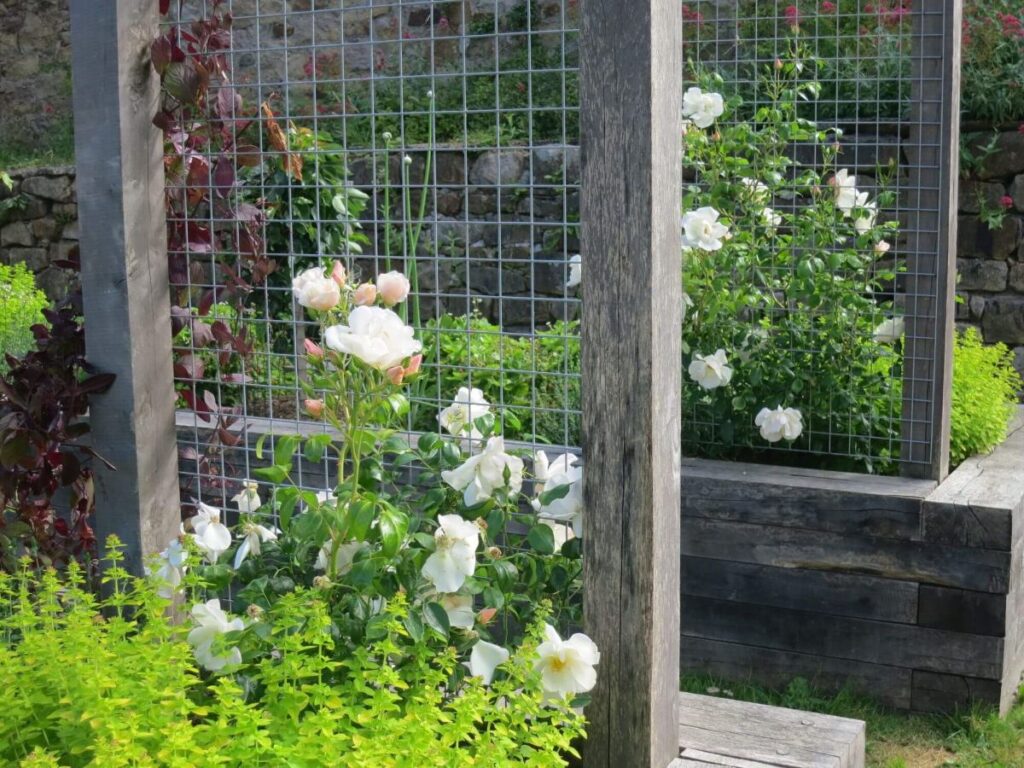 Plants and flowers in the raised beds at the Triangle