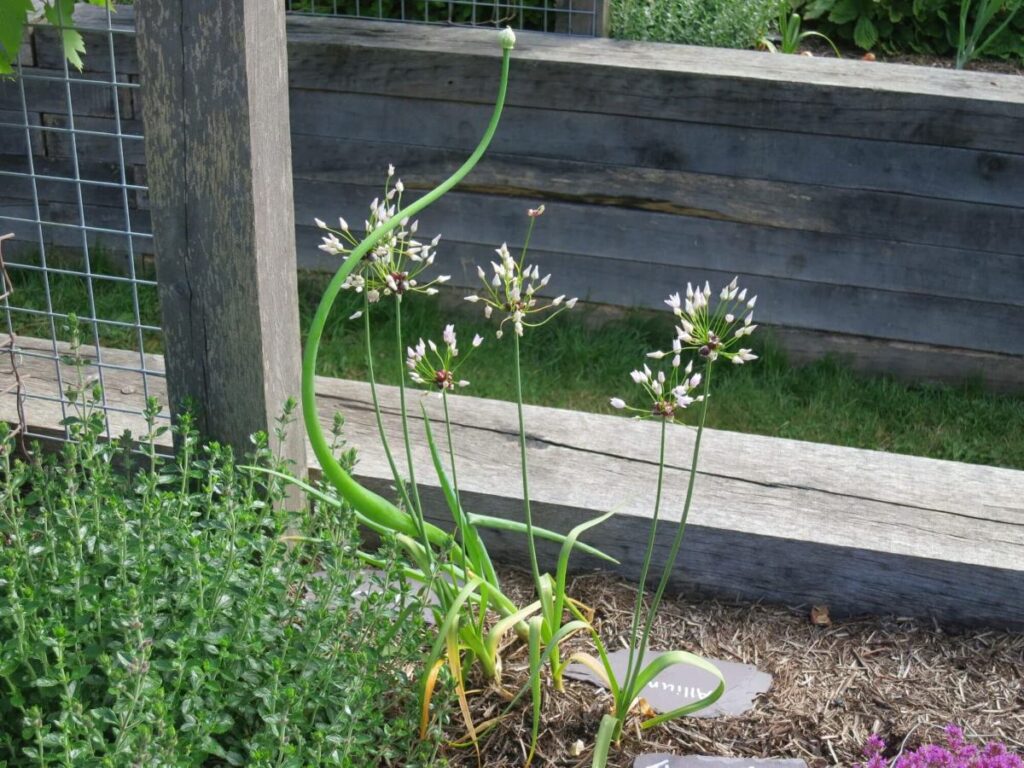 Plants and flowers in the raised beds at the Triangle