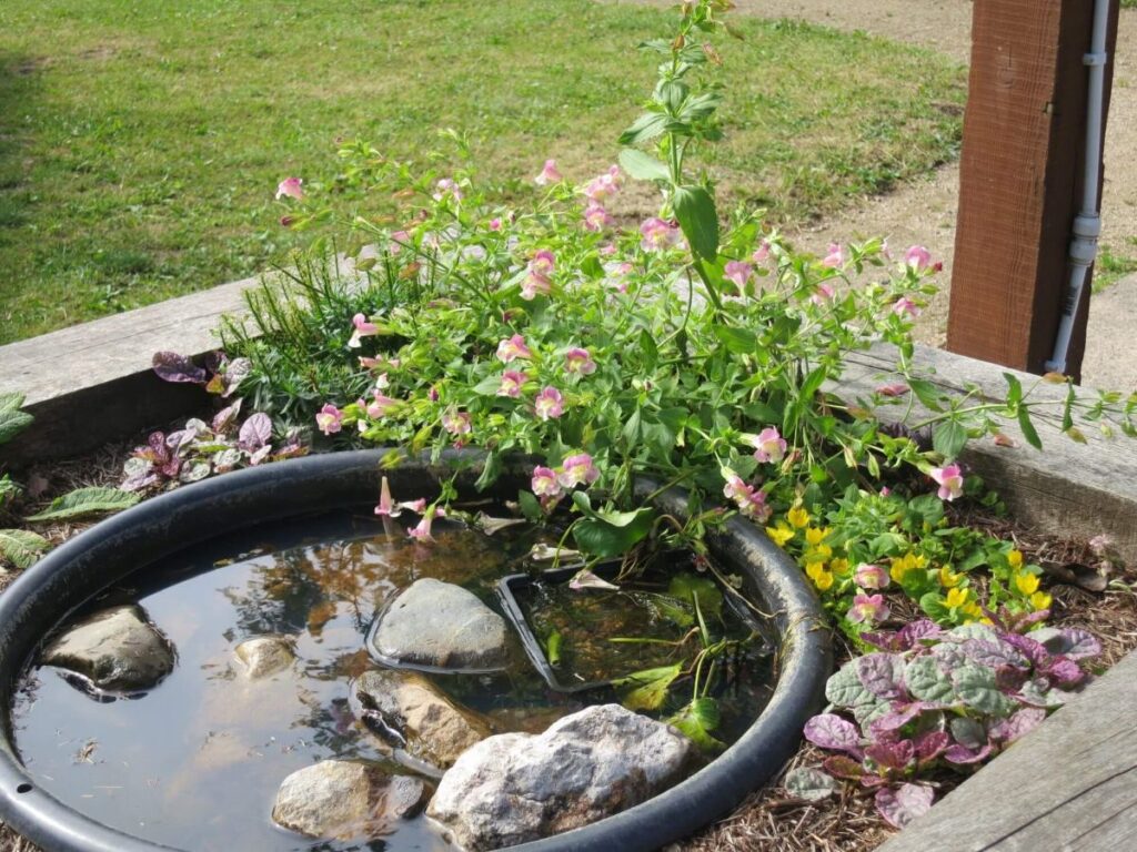 Plants and flowers in the raised beds at the Triangle