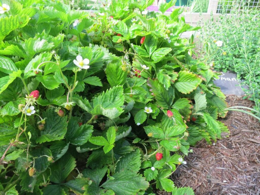 Plants and flowers in the raised beds at the Triangle