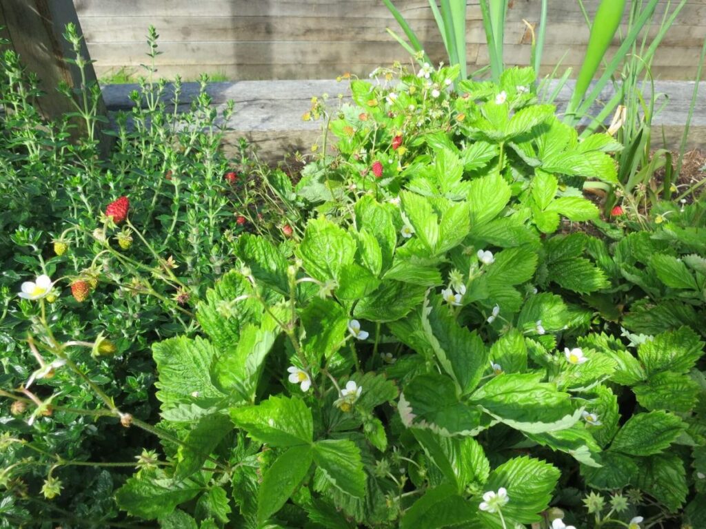 Plants and flowers in the raised beds at the Triangle