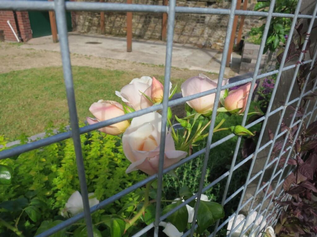 Plants and flowers in the raised beds at the Triangle