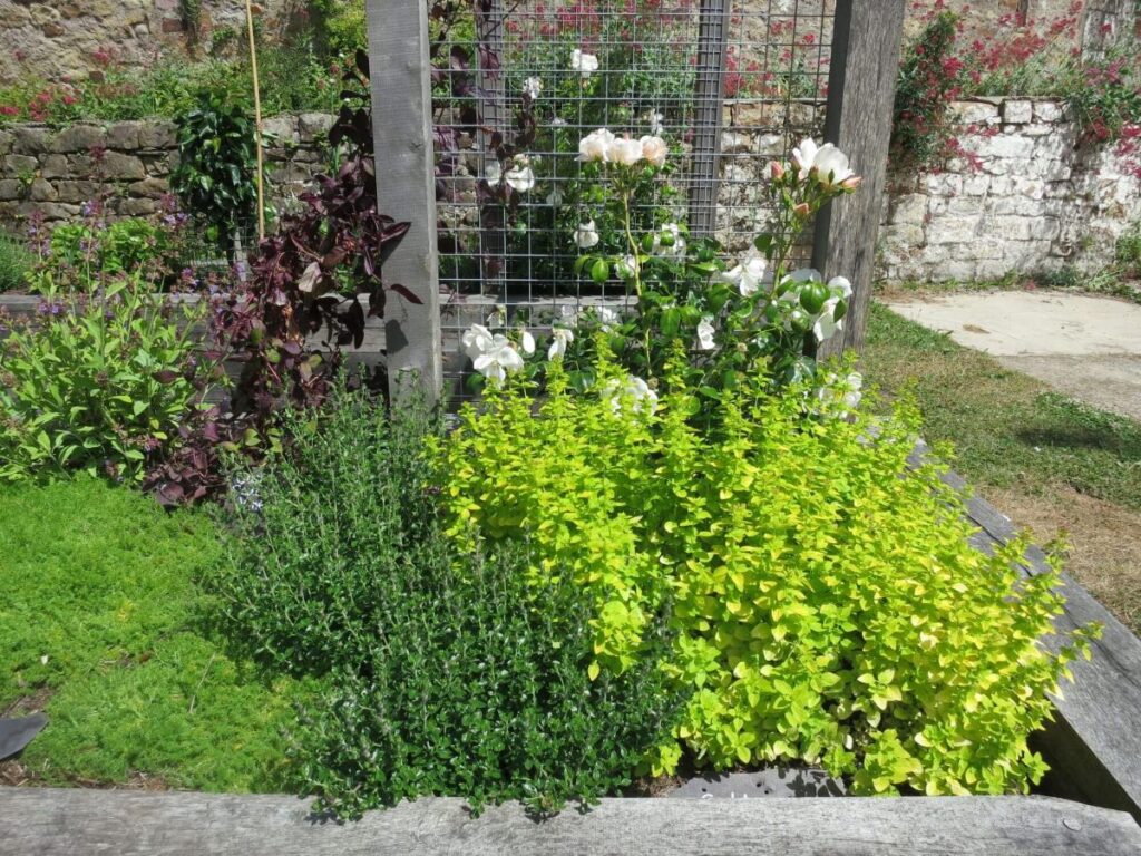 Plants and flowers in the raised beds at the Triangle