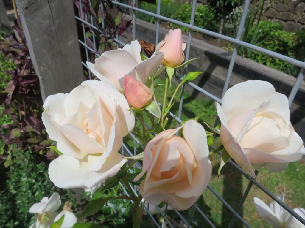 Plants and flowers in the raised beds at the Triangle