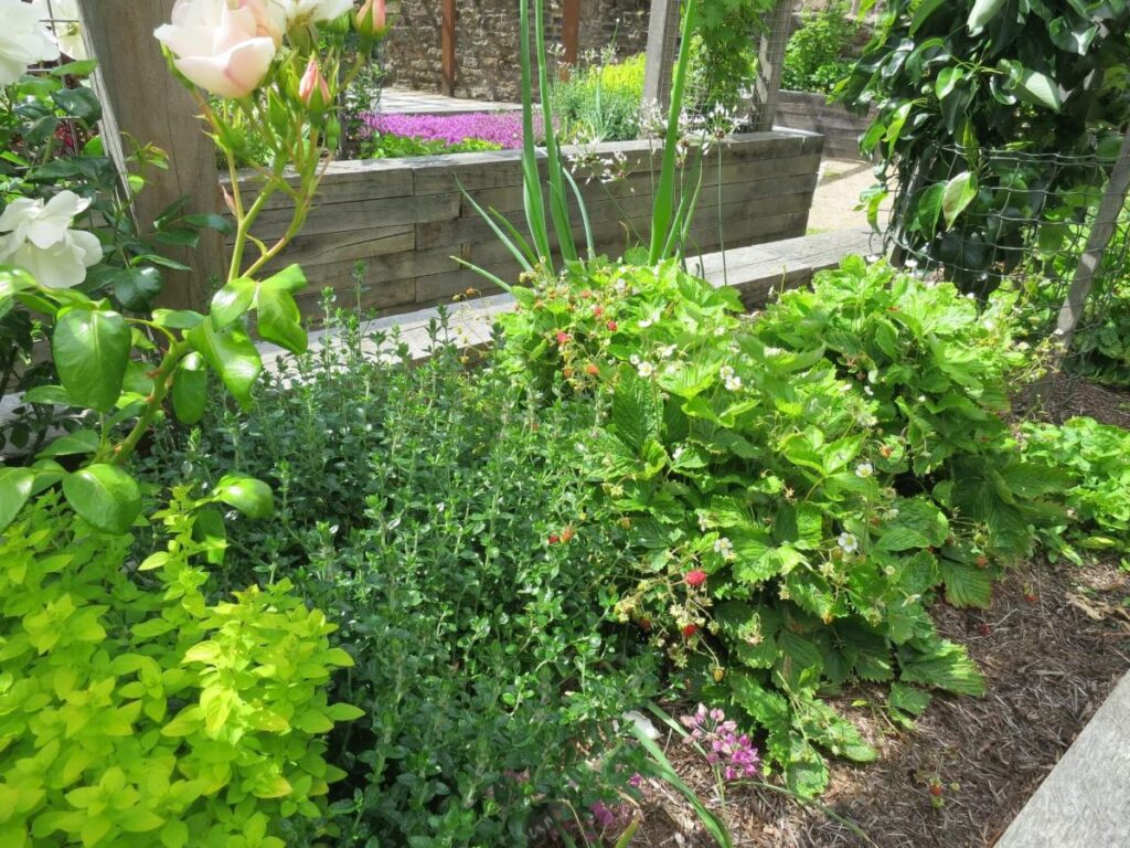 Plants and flowers in the raised beds at the Triangle