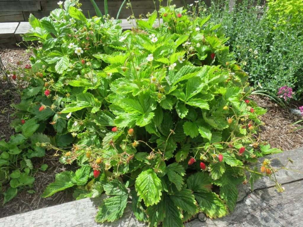 Plants and flowers in the raised beds at the Triangle